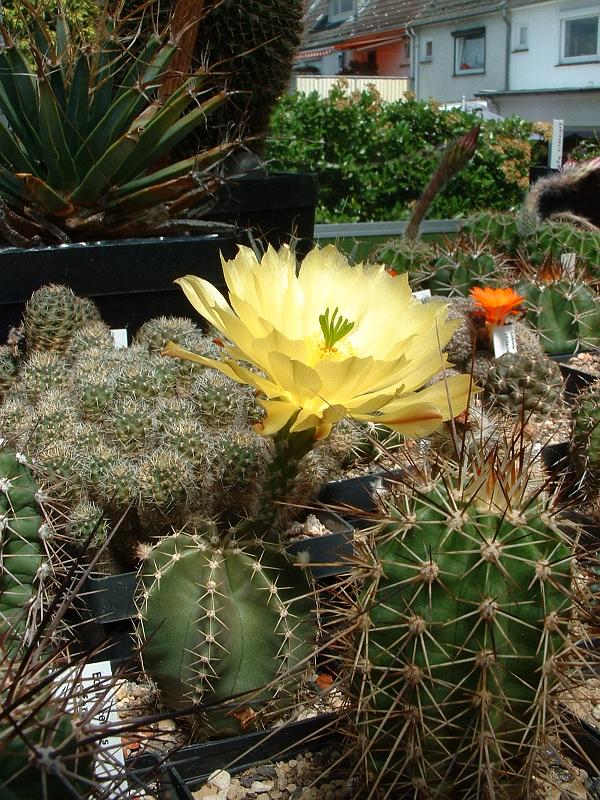 Echinocereus subinermis_3.JPG